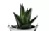 Haworthia Limifolia Haworthia Limifolia