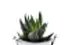 Haworthia Concolor Haworthia Concolor