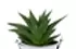 Gasteria D. Due Gasteria D. Due