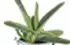 Gasteria Dragon Skin Gasteria Dragon Skin