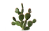 cactus cactus