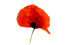 coquelicot