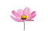 cosmos cosmos