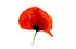 coquelicot coquelicot